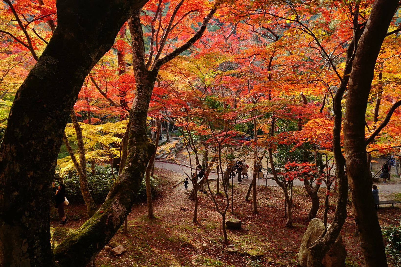 瑞寶寺公園的紅葉小徑