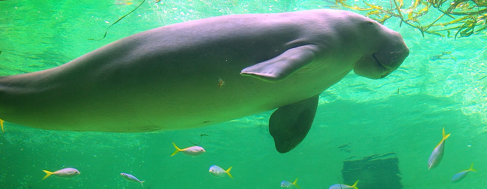 鳥羽水族館的儒艮