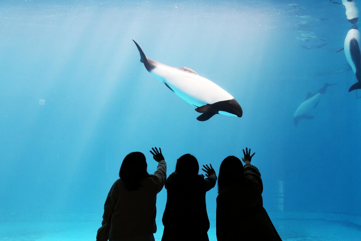 鳥羽水族館的花斑原海豚